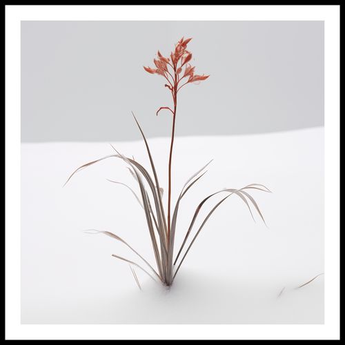 Plakat 60x60cm Subtelność Natury na Arena.pl