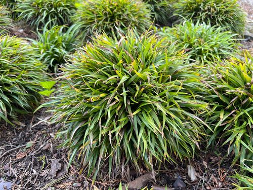 Kosmatka owłosiona 'Igel' (Luzula pilosa 'Igel') na Arena.pl