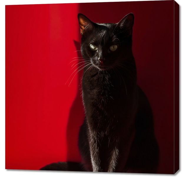 Obraz 90x90cm Elegancja w Cieniu zdjęcie 1
