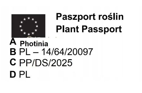 GŁOGOWNIK - sadzonki 20 / 30 cm na Arena.pl