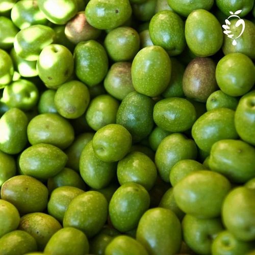 Włoska oliwa extra vergine z Sycylii 3L|Olio Mio ŚWIEŻY ZBIÓR 10-11.2024 na Arena.pl