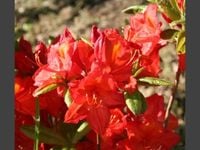 AZALIA krwisto - czerwona - sadzonki 60 / 80 cm