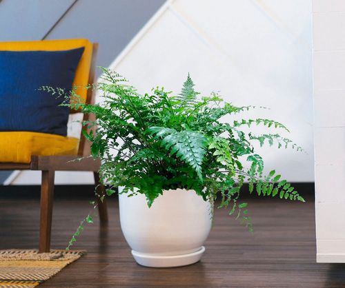 ASPLENIUM PARVATI paproć  55 cm na Arena.pl