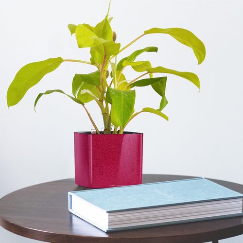 FILODENDRON MALEY GOLD  30cm na Arena.pl