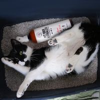 pet odor® neutralizator i odplamiacz zapachu mocz 500 ml