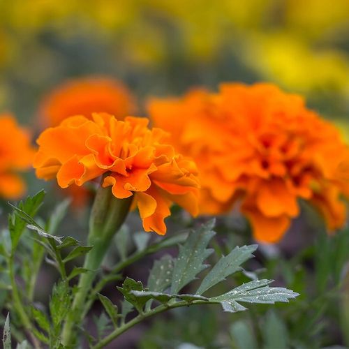 Suplement na Wzrok Na Na Pracę przy komputerze ZEAKSANTYNA + LUTEINA 40mg na Arena.pl