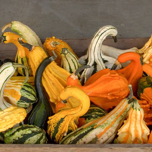 DYNIA OZDOBNA LITTLE INDIAN MIX 2G NASIONA MIX KOLORÓW I KSZTAŁTÓW DYNI na Arena.pl