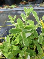 Mięta ananasowa o wybarwionych liściach