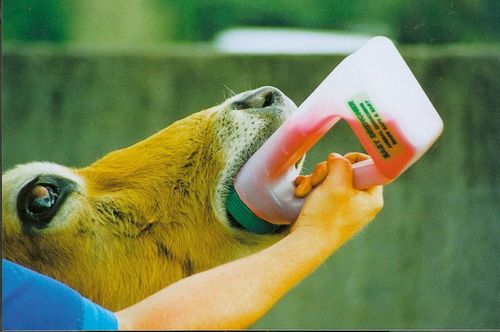 Drencher dla bydła z sztywną sondą , "Easy Drencher", 1,2 l, Kerbl na Arena.pl