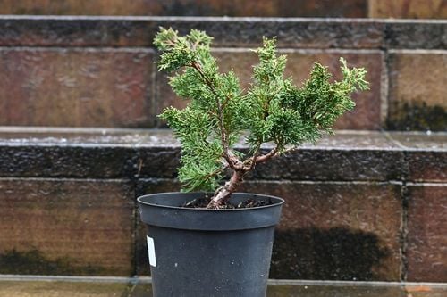 Jałowiec chiński Shimpaku - Juniperus chinensis 0058 na Arena.pl