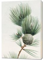 Obraz 70x100cm Gayo Matsu Pine, Morikaga Japoński Vintage