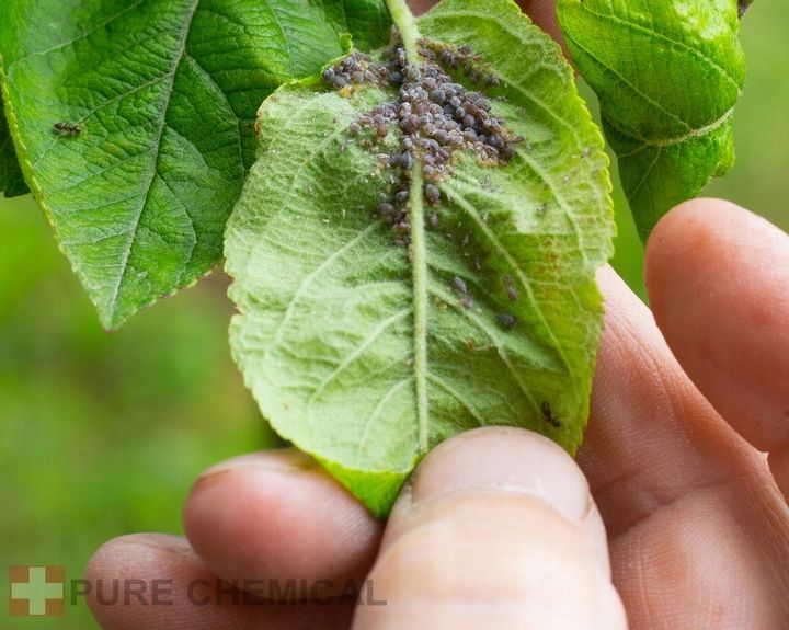 OLEJEK NEEM NIERAFINOWANY TŁOCZONY NA ZIMNO 500ml DO SKÓRY WŁOSÓW DO ROŚLIN zdjęcie 11