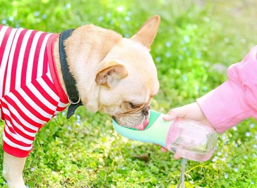 BUTELKA TURYSTYCZNA DLA PSA POIDŁO MISKA NA WODĘ PRZENOŚNA NA SPACER BIDON na Arena.pl
