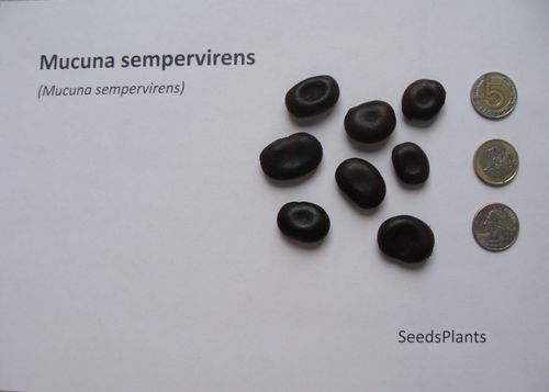 MUCUNA SEMPERVIRENS Mucuna sempervirens - NASIONA 2 sztuki - 10g. na Arena.pl