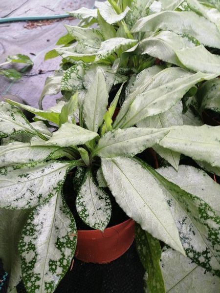 Miodunka Silver Bouquet miododajna zdjęcie 4