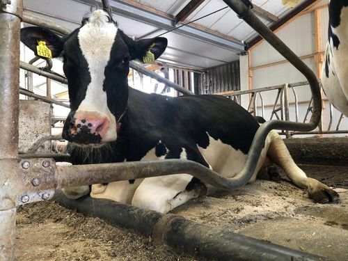 SUCHA DEZYNFEKCJA kurnika obory gołębnika Dezynfekant LIDER 25KG na Arena.pl