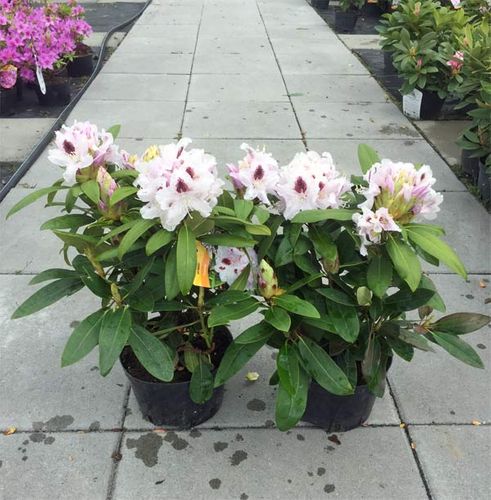 Różanecznik Calsap C3 E na Arena.pl