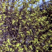 Forsycja Beatrix Farrand kanarkowe kwiaty zwiastun