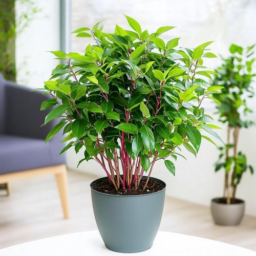 Laurus Nobilis WŁASNY LIŚĆ LAUROWY - Wawrzyn Szlachetny - Drzewko Do na Arena.pl