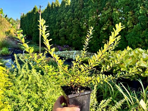 Tawuła nippońska 'Snowmound' Śnieżnobiała (Spiraea nipponica) Doniczka 2.0L na Arena.pl