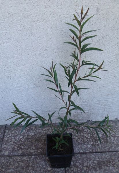 KUFLIK CYTRYNOWY - sadzonki w doniczkach zdjęcie 4