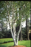 BRZOZA BRODAWKOWATA DUŻA - sadzonki 250 / 350 cm