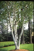 BRZOZA BRODAWKOWATA DUŻA - sadzonki 250 / 350 cm