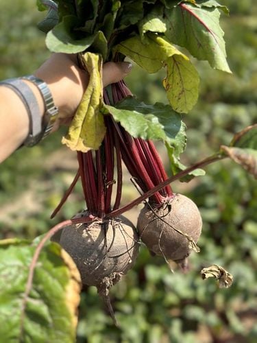ZAKWAS Z BURAKA z czosnkiem i zielem angielskim 100% tłoczony 3L NFC na Arena.pl