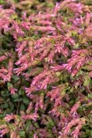 Oregano Bristol Cross - Origanum vulgare