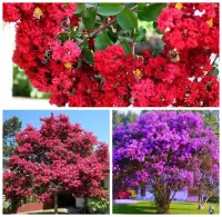 LAGERSTROEMIA bez południa PAKIET 3SZT SADZONKI 2 LETNIE PRZYCIĘTE 20/30 cm