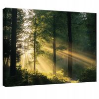 OBRAZ NA PŁÓTNIE ŚCIANĘ LAS NATURA DRZEWA DO SYPIALNI SALONU KUCHNI 100x70