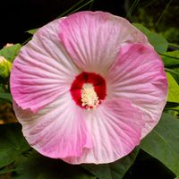 Hibiskus Luna Pink Duże Jasnoróżowe Kwiaty Kompaktowa Bylina Długo Kwitnąca