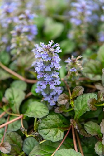 Dąbrówka rozłogowa Mahogany - Ajuga reptans na Arena.pl