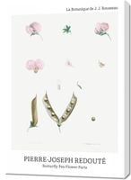 Obraz 70x100cm Butterfly Pea Flower, Redoute Vintage do Salonu