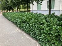 Laurowiśnia wschodnia Novita na żywopłot 80-100cm C2