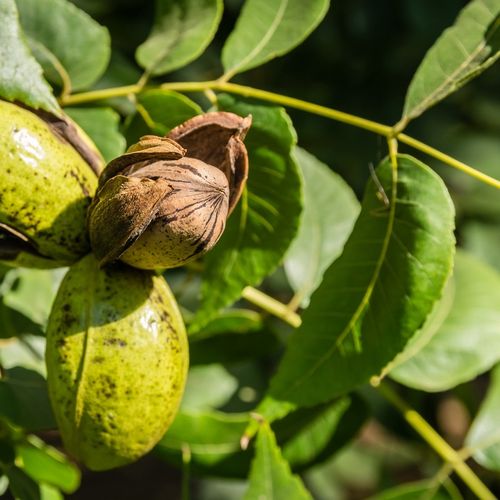 ORZECHY PECAN 1kg PEKAN KLASA A POŁÓWKI 1000g nutt na Arena.pl