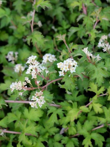 Tawulec Pogięty CRISPA 20-30cm Krzew Zielony Kwitnący na Arena.pl