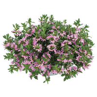 Scewola (Scaevola) różowa, sadzonka