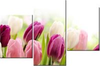 60 90CM OBRAZ 3 ELEM SOCZYSTE TULIPANY ŚCIENNY DRUK PŁÓTNO