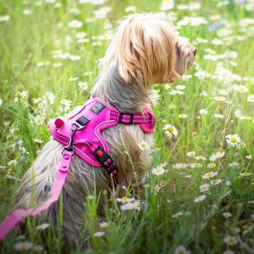 SZELKI BEZUCISKOWE typu GUARD dla psa ELITE L red na Arena.pl