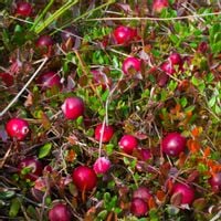 Żurawina wielkoowocowa STEVENS Plenna odmiana Sadzonki w doniczkach P11