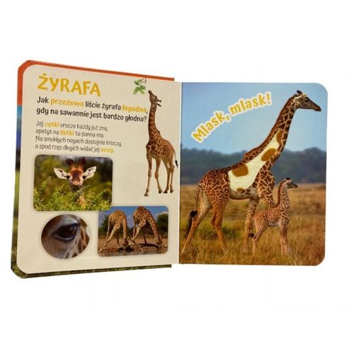 Pogłaszcz zwierzęta świata AWM WYDAWNICTWO na Arena.pl