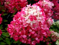 Wspaniała hortensja DIAMANT ROUGE ładne sadzonki Wspaniała hortensja DIAMANT ROUGE ładne sadzonki