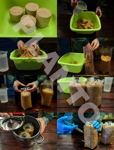 Shiitake zestaw do uprawy grzybów na Arena.pl