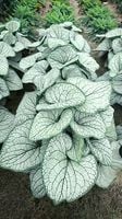 Brunnera Silver Heart bylina do cienia srebrne liście