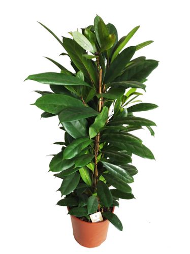 Fikus (Ficus) CYATHISTIPULA  130 cm na Arena.pl