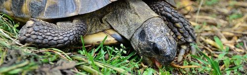 Podłoże dla żółwia stepowego greckiego lądowego Testudo Soil Original 25 L na Arena.pl