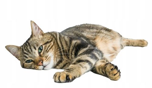 STRONG PETS ŻWIREK SILIKONOWY DLA KOTA COMPACT KWIATOWY 7,6L na Arena.pl