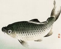 Plakat 50x40cm Carp, Kōno Bairei Japoński Vintage do Salonu