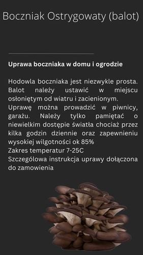 BOCZNIAK BOCZNIAKI BALOT uprawa w DOMU grzybnia na Arena.pl